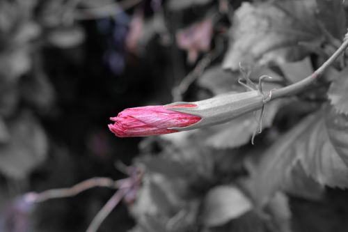 hibiscus flower red