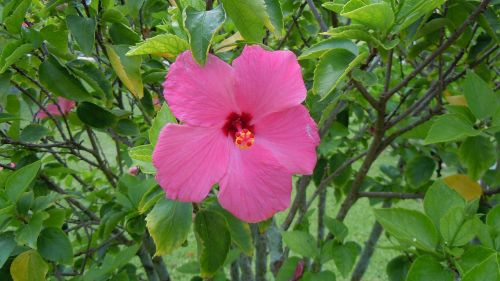 hibiscus pink flowers