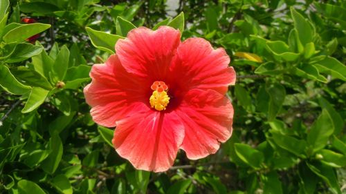 hibiscus red orange