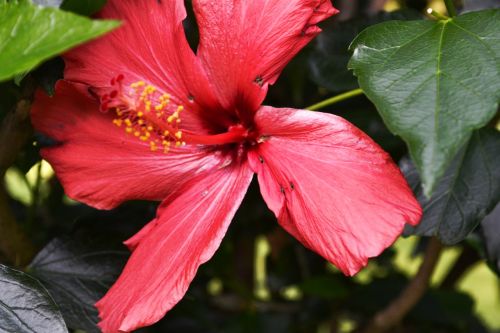 hibiscus pink blossom