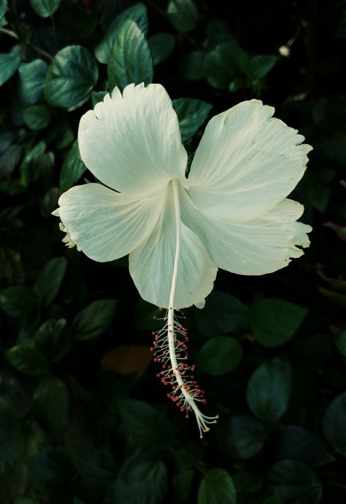 hibiscus flower white