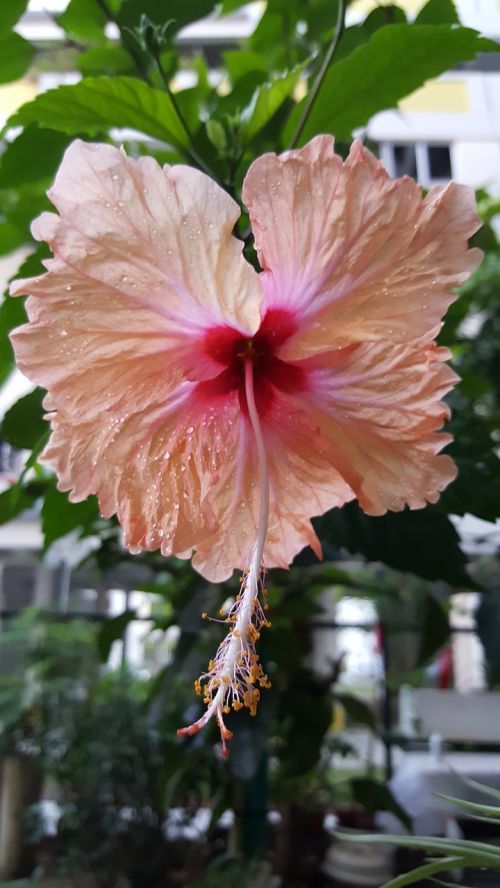 hibiscus flower tropical
