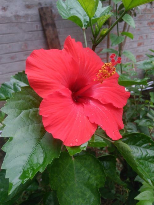 hibiscus red flower