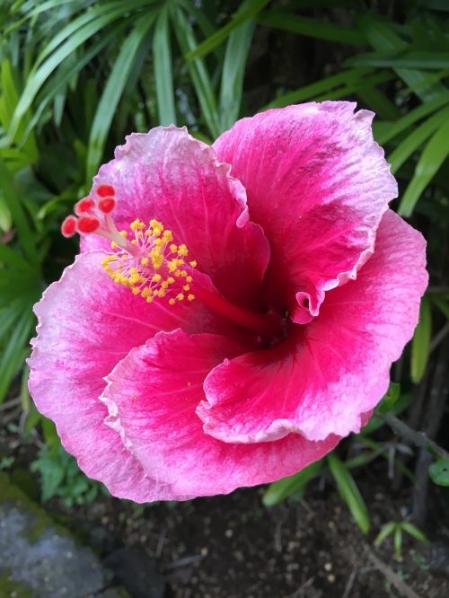 hibiscus flower plant