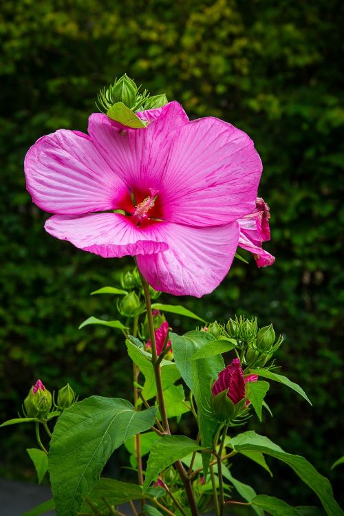 hibiscus marshmallow mallow