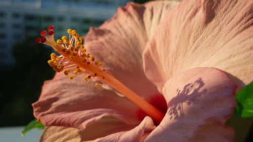 hibiscus flower ornamental plant