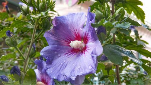 hibiscus flower bloom