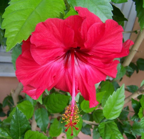 hibiscus red flower exotic plant