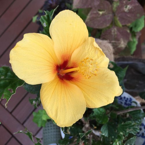 hibiscus one rin yellow