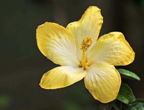 hibiscus yellow close
