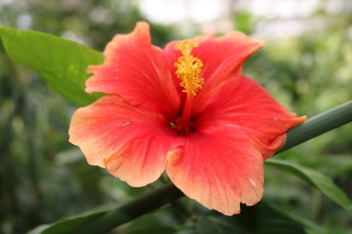 hibiscus red orange
