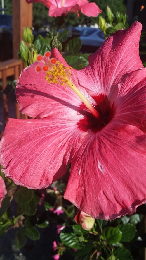 hibiscus pink red