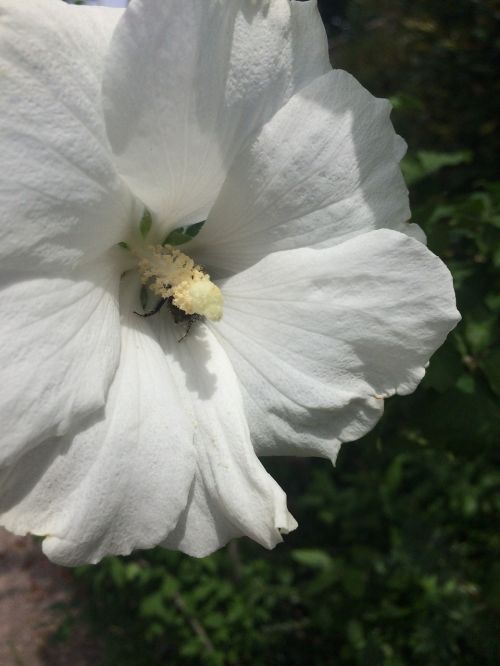 hibiscus flower shrub