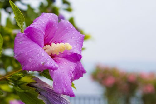 hibiscus flower croatia