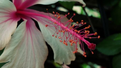hibiscus pistil flower