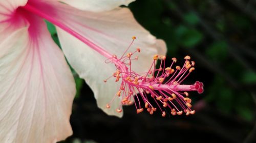 hibiscus pistil flower