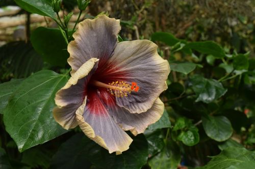 hibiscus exotic flower