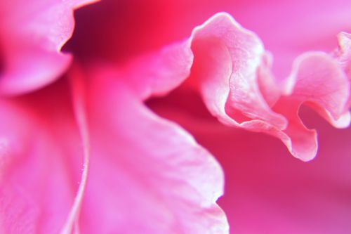 hibiscus flower nature