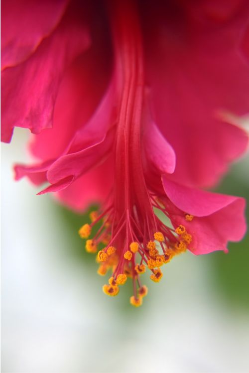 hibiscus flower nature