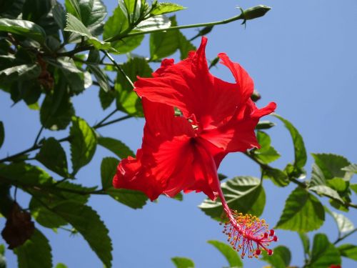 hibiscus bali red