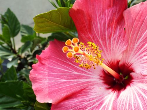 hibiscus pink flower