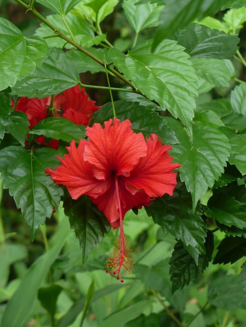 hibiscus blossom bloom