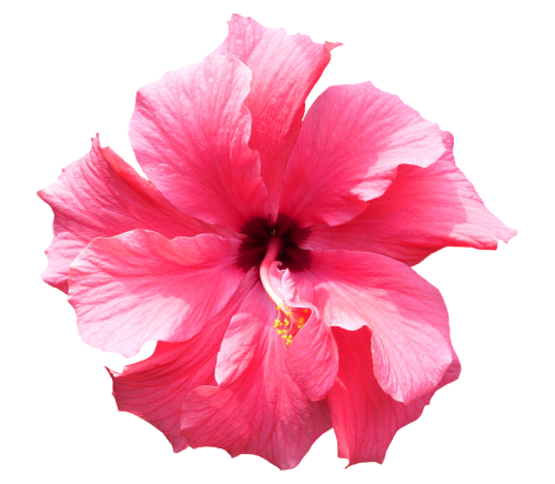 hibiscus pink tropical