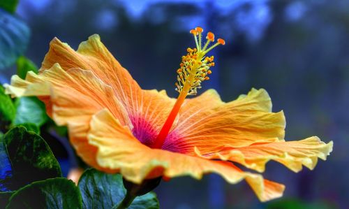 hibiscus full bloom