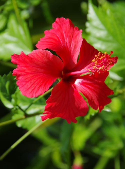 hibiscus red red flower