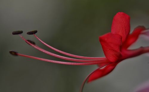hibiscus malvaceae ornamental plant