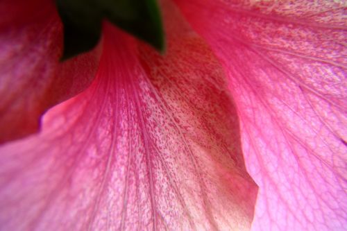 hibiscus flower pink