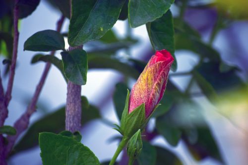 hibiscus bud red