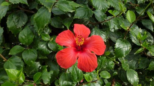 hibiscus flower blossom