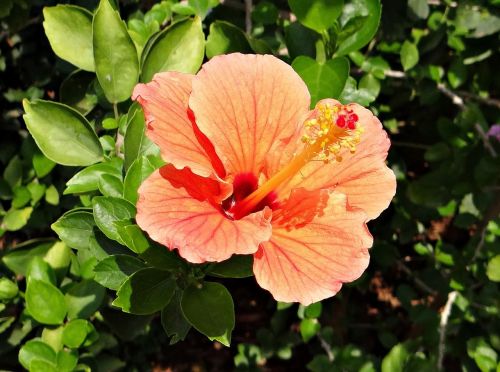 hibiscus peach flower