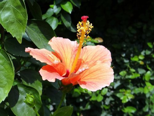 hibiscus peach flower