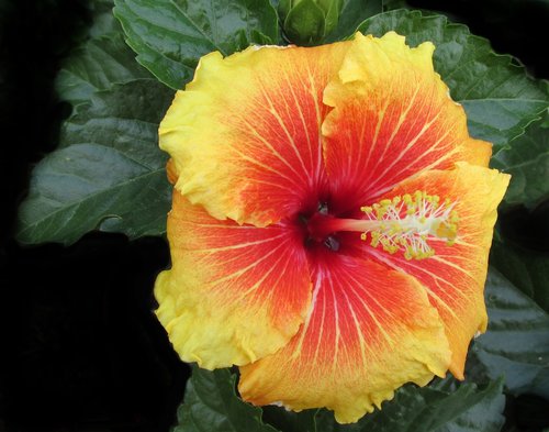 hibiscus  flower  tropical
