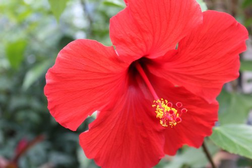 hibiscus  tropical  flower