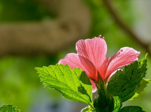 hibiscus  plant  flower