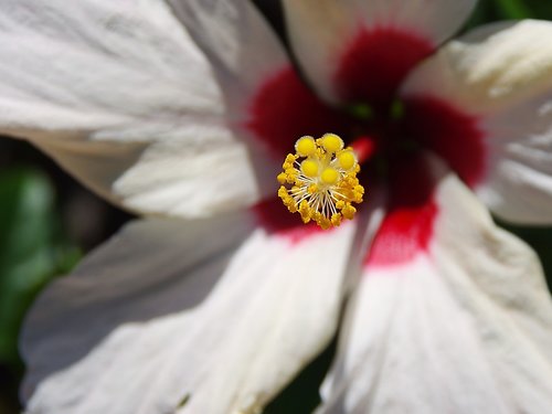 hibiscus  pistil  stamens