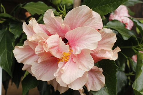 hibiscus  flower  hawaii