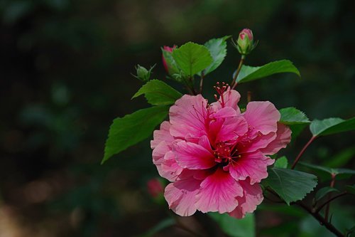 hibiscus  plant  simple