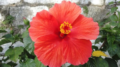 hibiscus flower plant