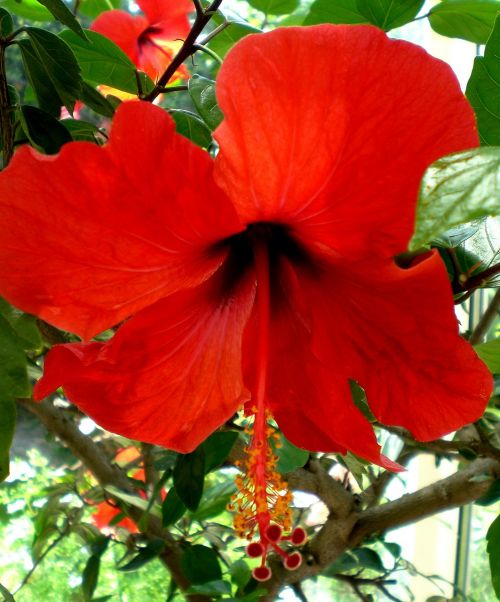 hibiscus mallow marshmallow