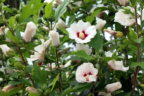 hibiscus  syrian ketmia  flowers
