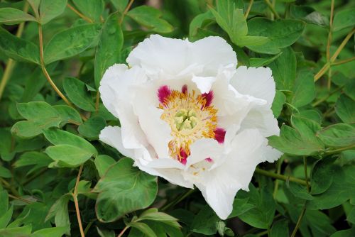 hibiscus flower white