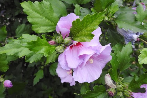 hibiscus  purple flower  nature