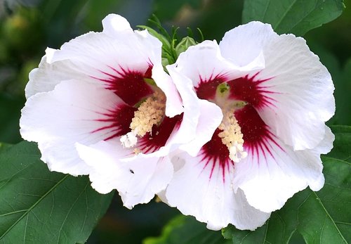 hibiscus  white  blossom