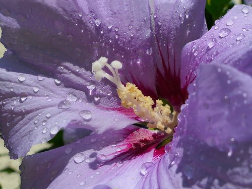 hibiscus  violet  petal
