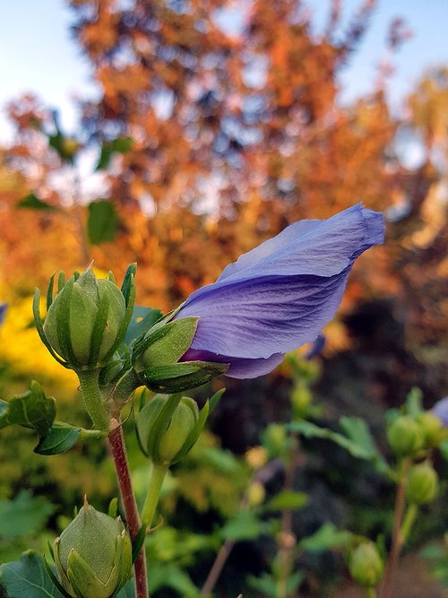 hibiscus  plant  flower