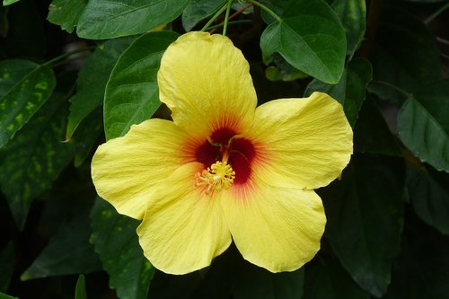 hibiscus  yellow  flower